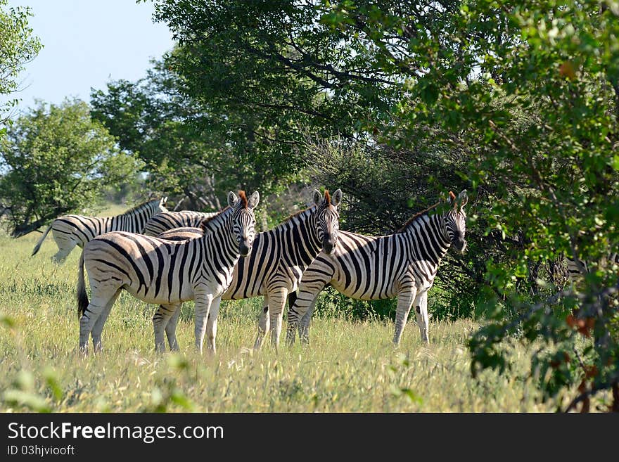 Three curious zebras