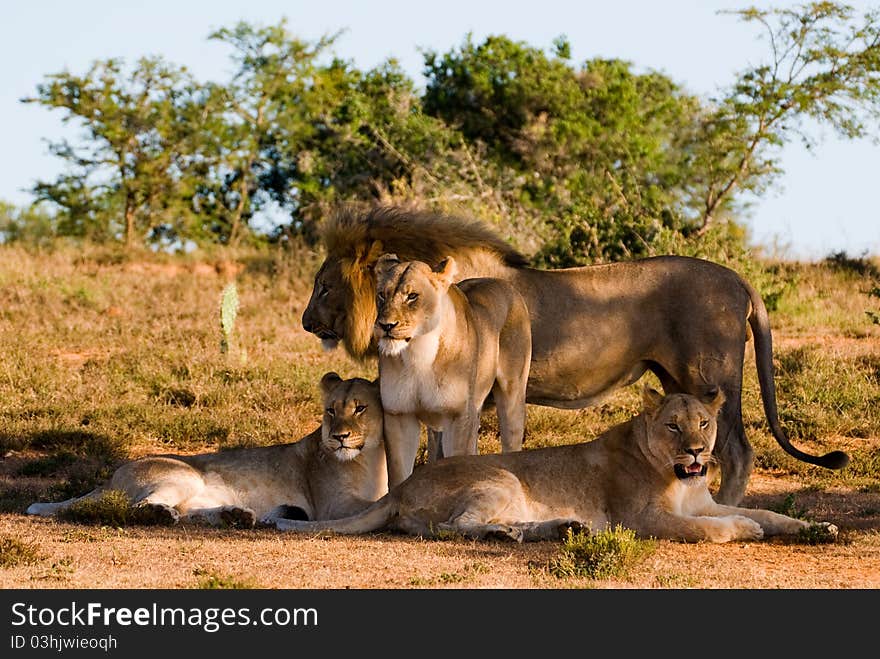 On safari these lions were calling to each other and then came together after a short time. On safari these lions were calling to each other and then came together after a short time