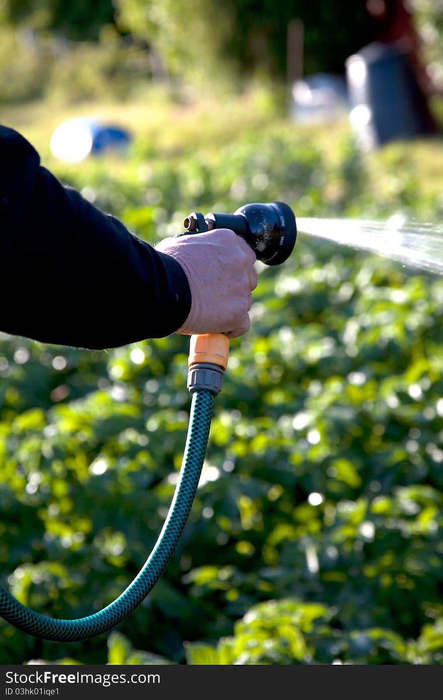 Spraying vegetables with a garden hose. Spraying vegetables with a garden hose.