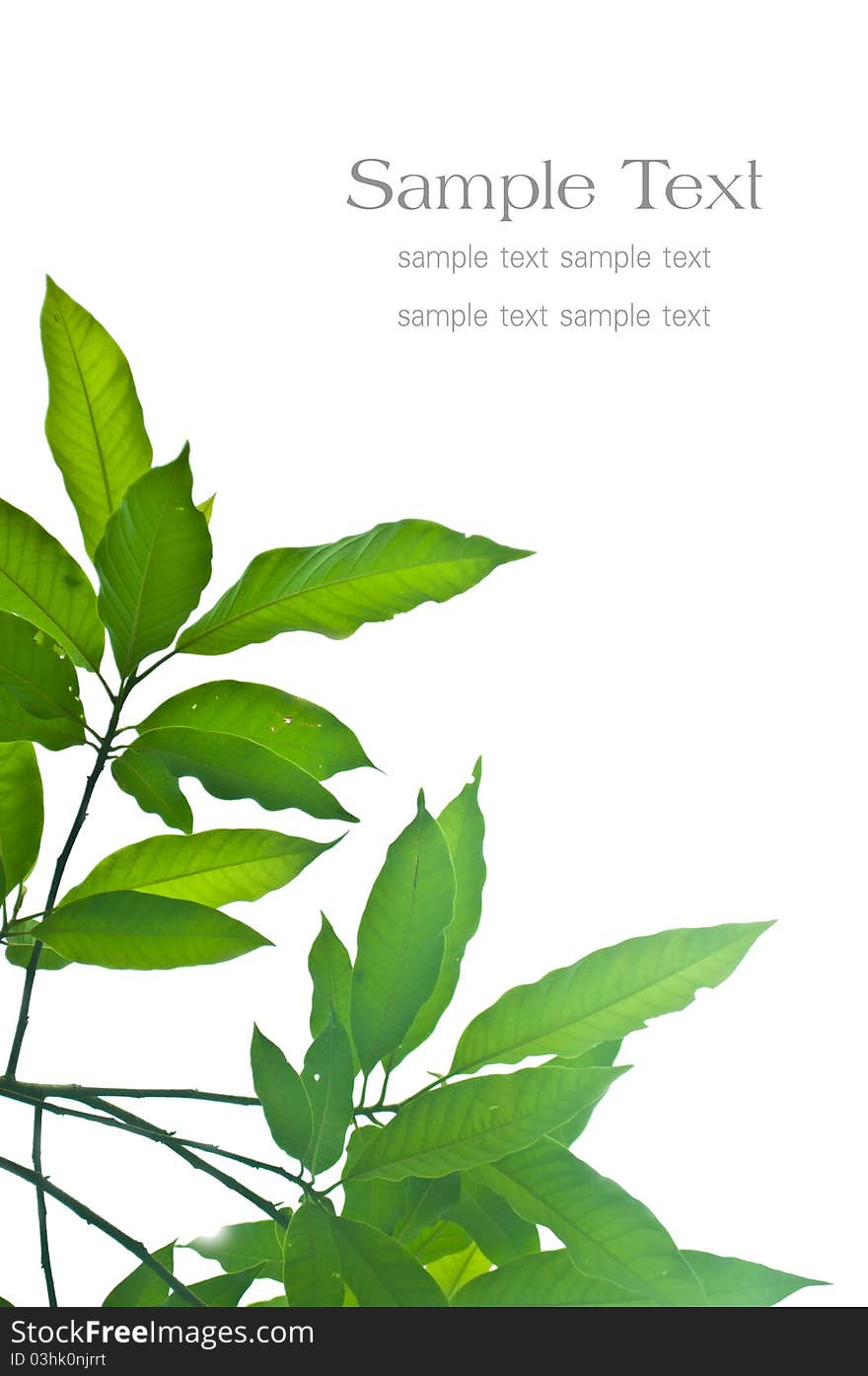 Green leaves on white background. Green leaves on white background