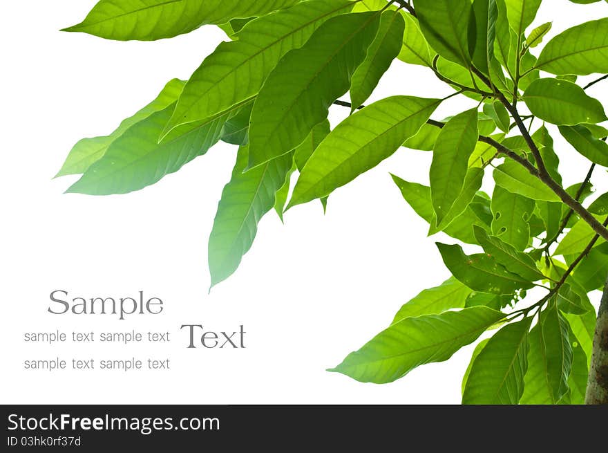 Green leaves on white background. Green leaves on white background