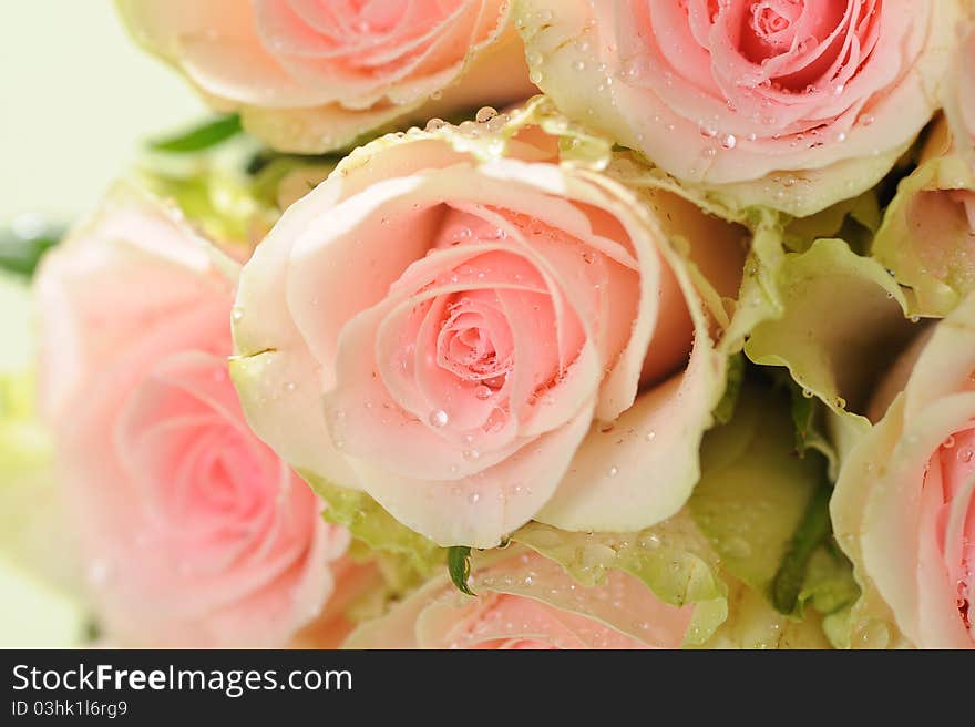 Beautiful rose and water drop