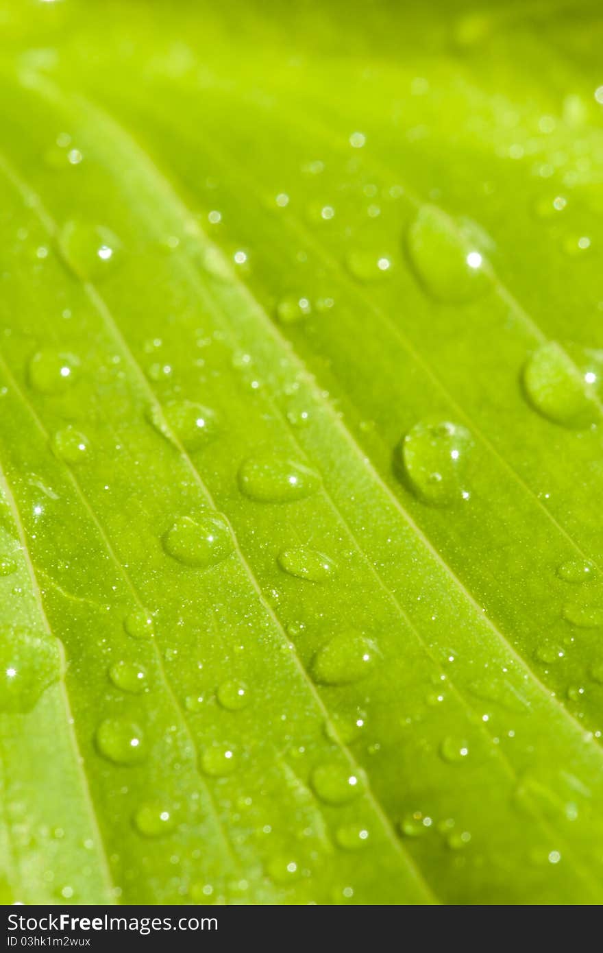 Plant leaf after rain