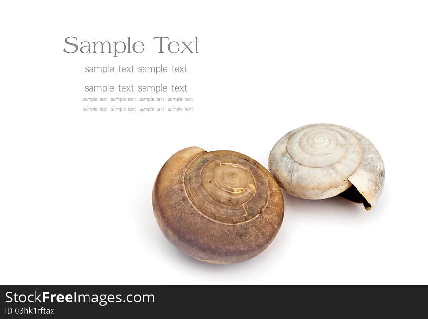 Snail in white background