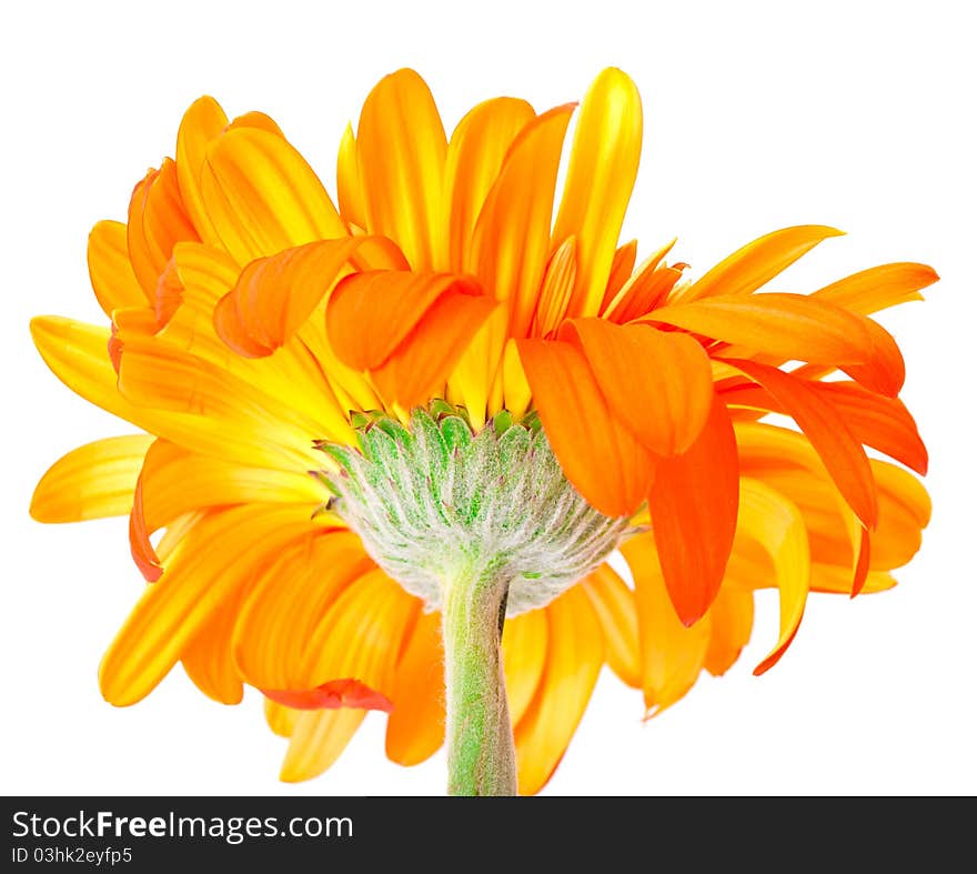 Flower Gerbera