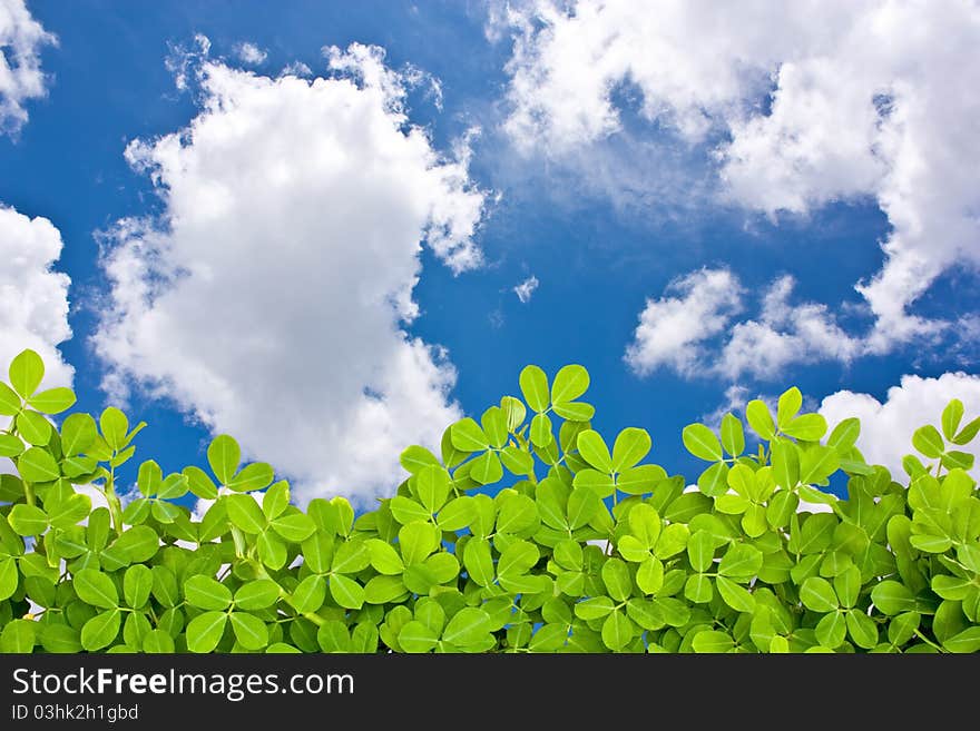 Leaves to the sky with clouds. Leaves to the sky with clouds.