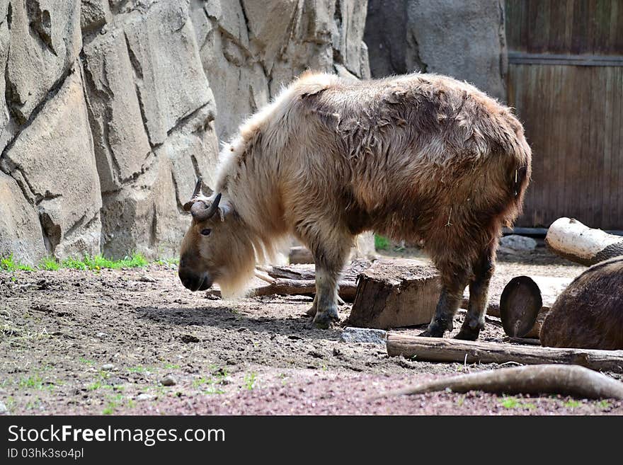 Sichuan Takin Foraging For Food