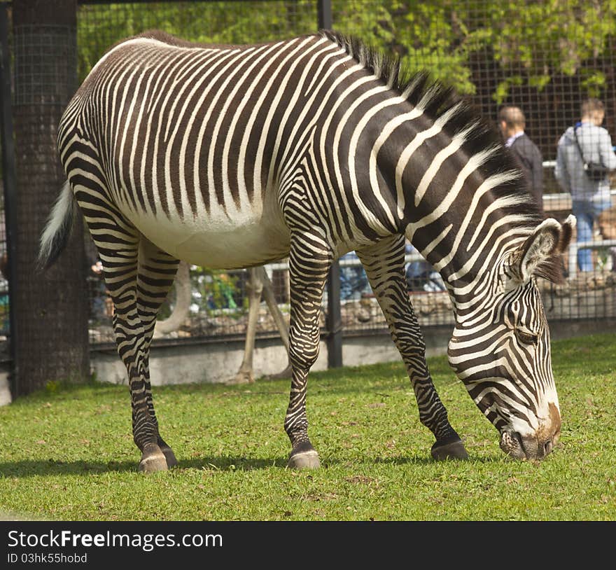 Zebra