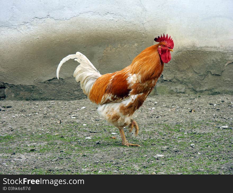 Country rooster