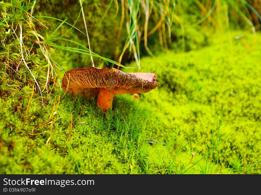 Orange mushroom on moss 01