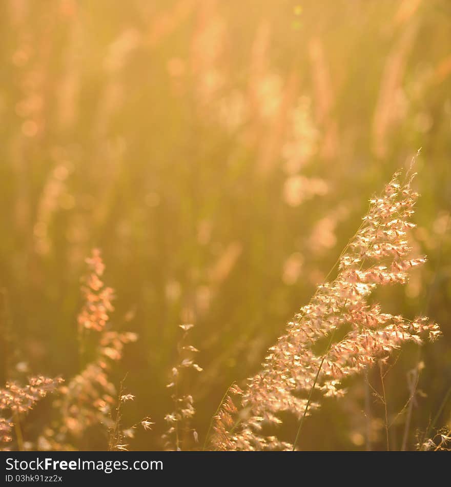 Golden sunset and flower grass. Golden sunset and flower grass