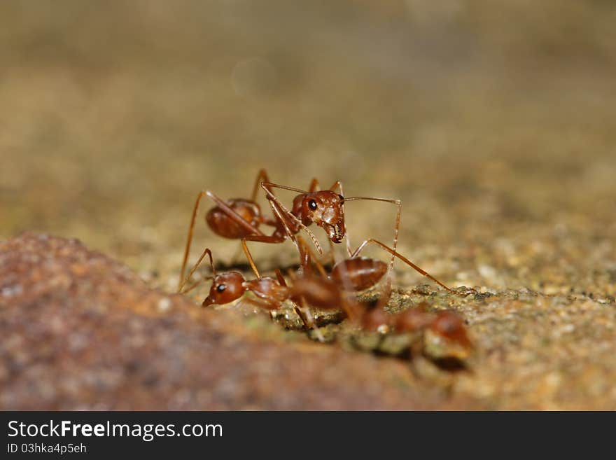 Red ant