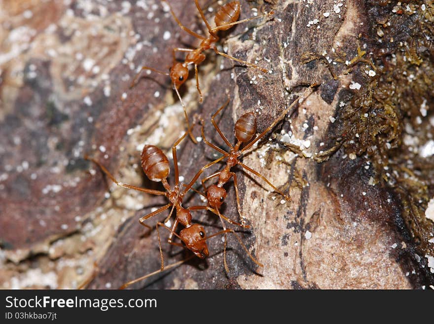 Red ant