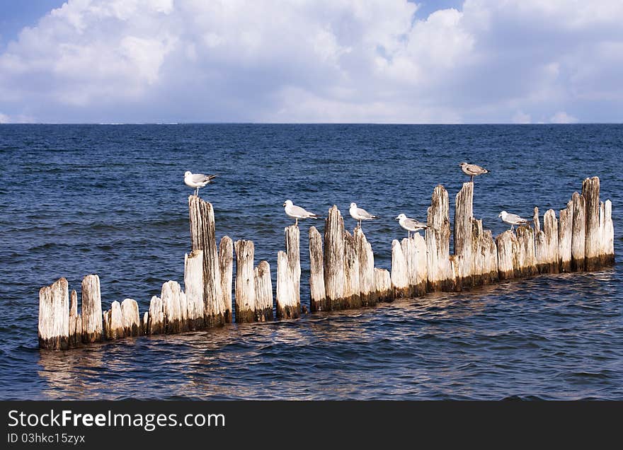 Birds perched atop a series of drift woods. Birds perched atop a series of drift woods