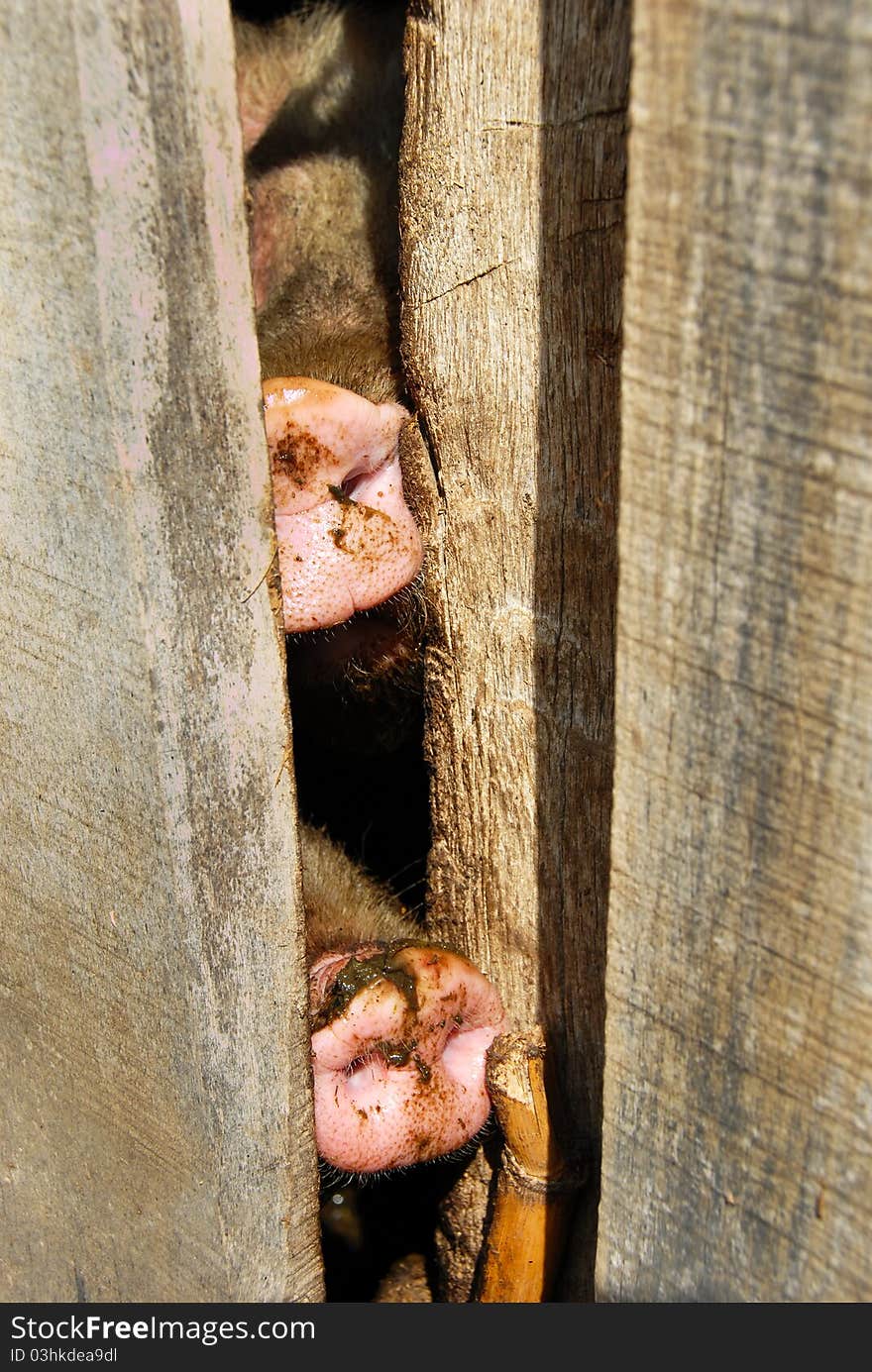 Two dirty pig noses closeup on farm. Two dirty pig noses closeup on farm