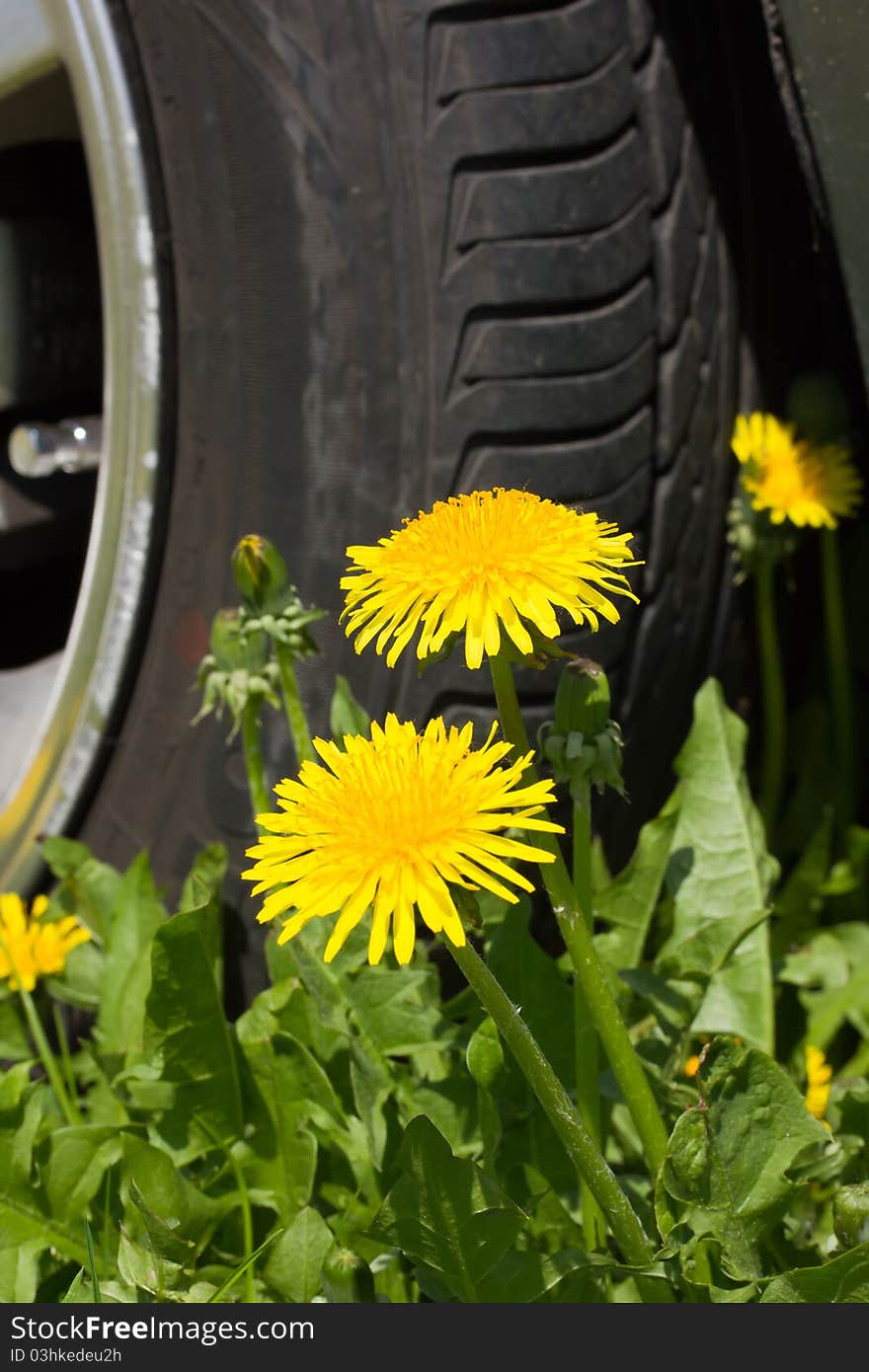 Dandelions are located in front of car wheels. Dandelions are located in front of car wheels