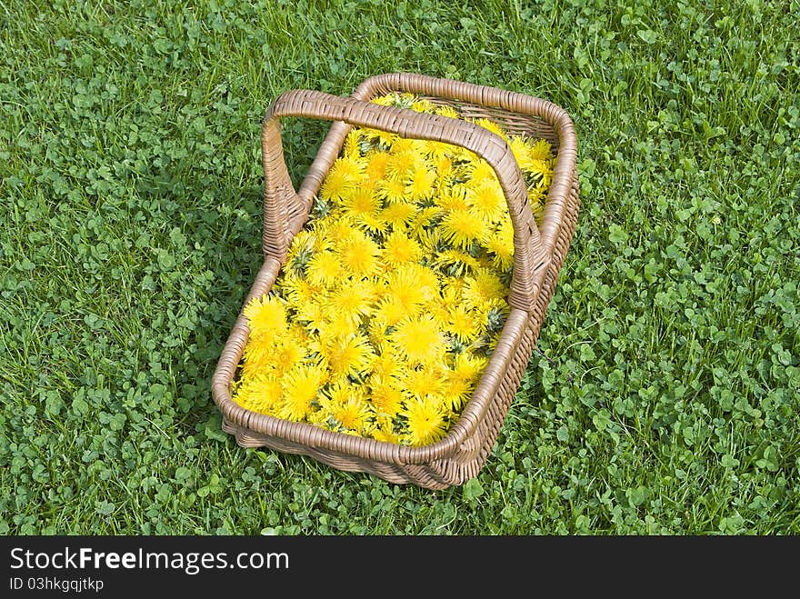 Dandelion flowers in a basket