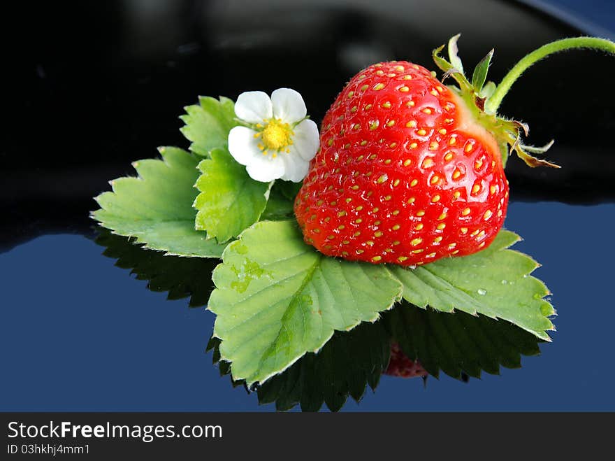 Fresh strawberry  and white flower on blue background