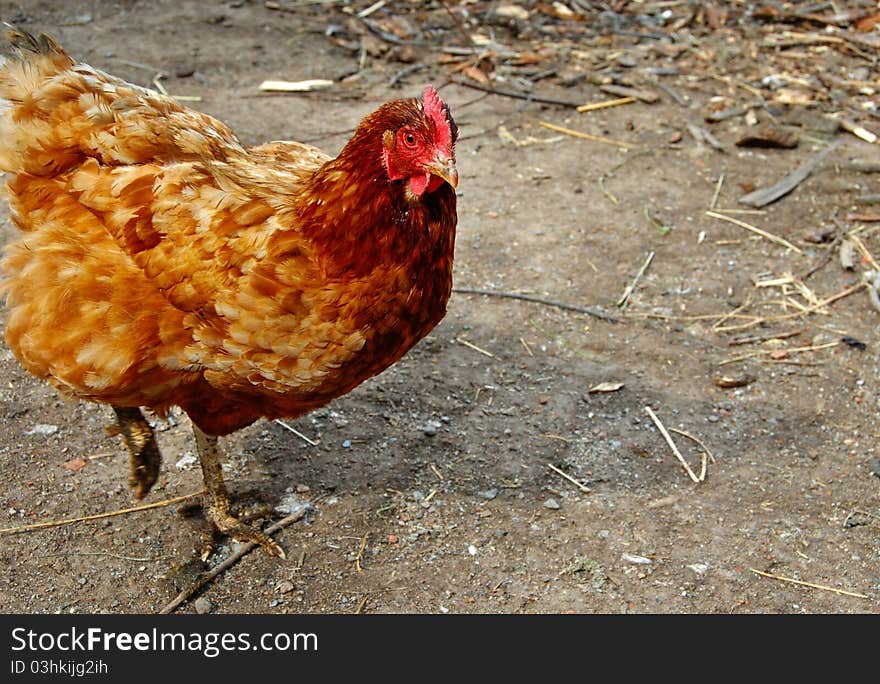 Hen On Farm Yard