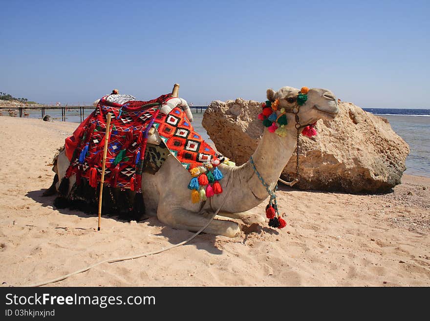 A cammel on sandy beach