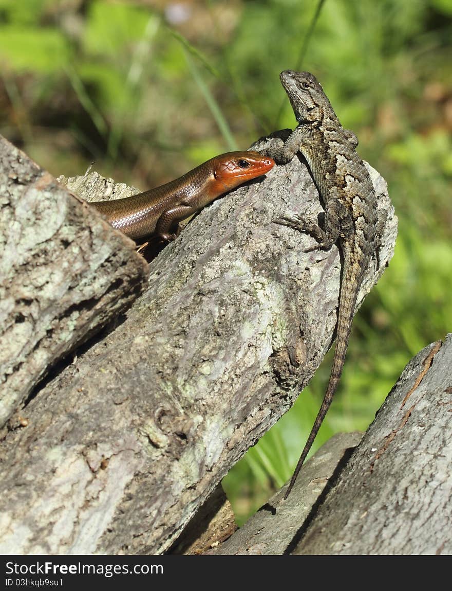 Two lizards share a sunny perch