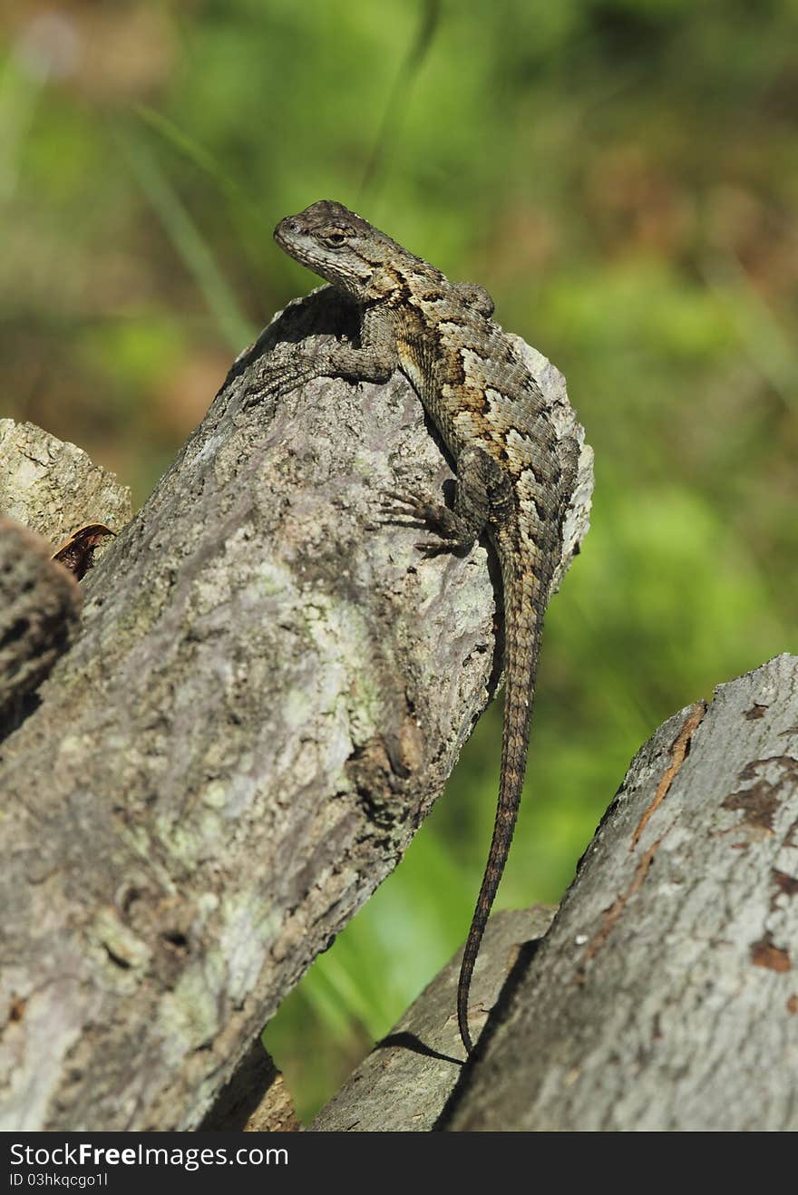 Fence Lizard Catching Some Rays