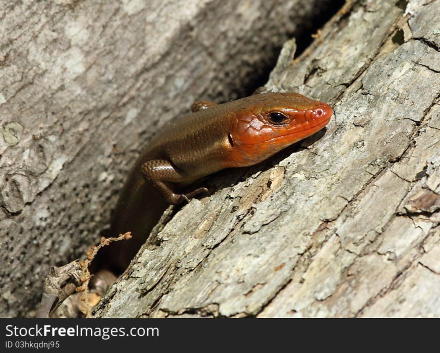 Male five-lined skink in breeding coloration sunbathing. Male five-lined skink in breeding coloration sunbathing.