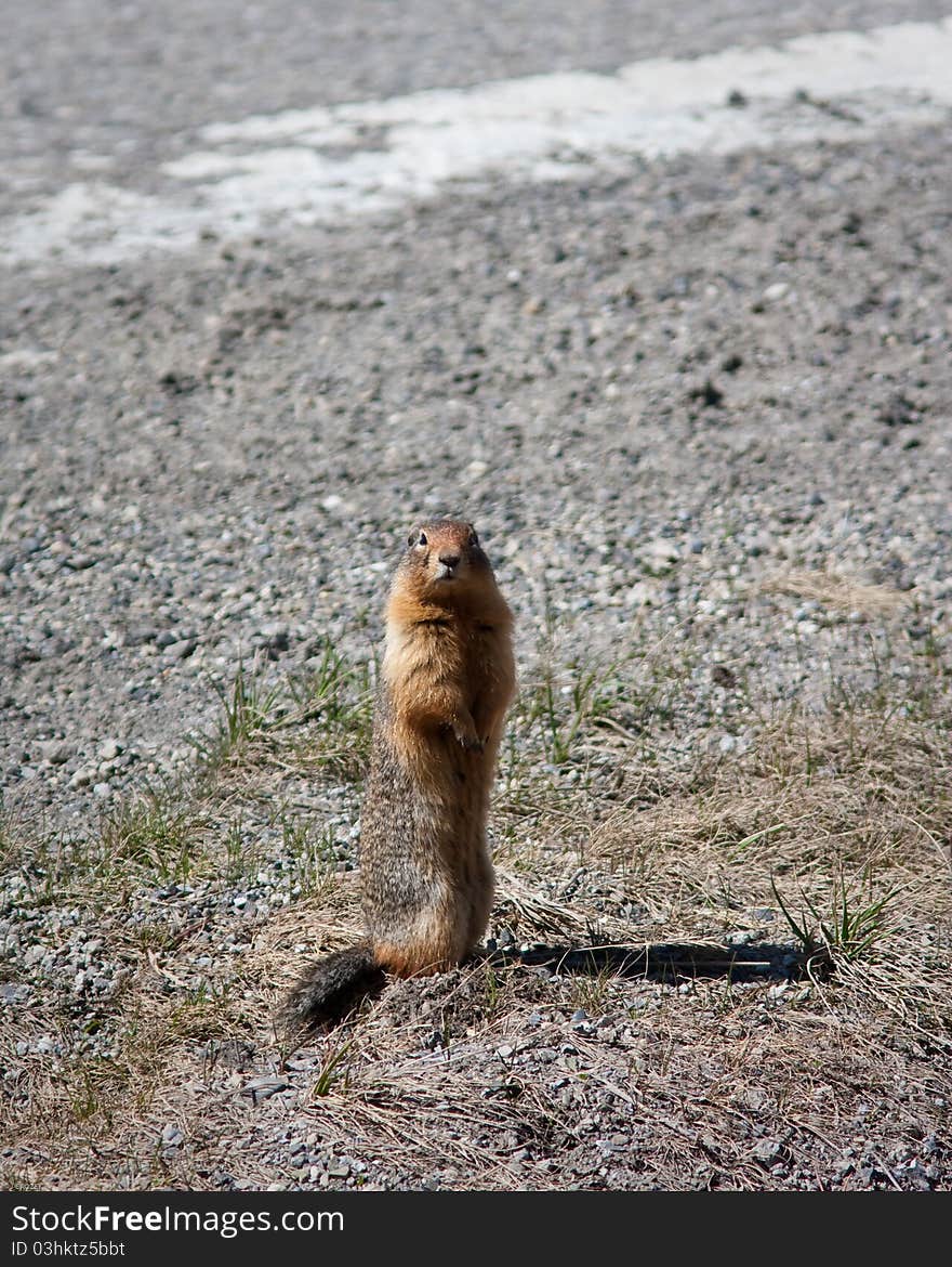 Prairie Dog