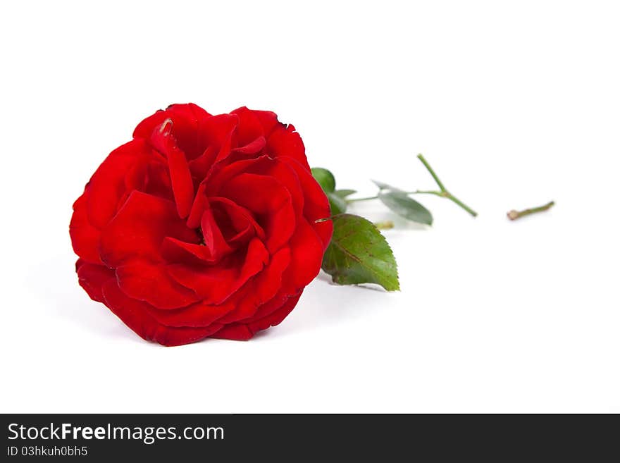 Red Rose with stem cut into pieces on a white background. Red Rose with stem cut into pieces on a white background.