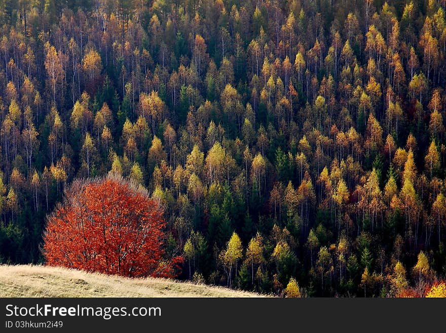 A red tree in front of a birch forest, in autumn. A red tree in front of a birch forest, in autumn