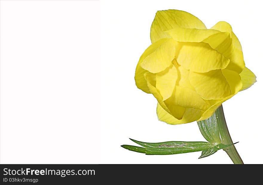 Yellow spring flower on a white background. Isolated.