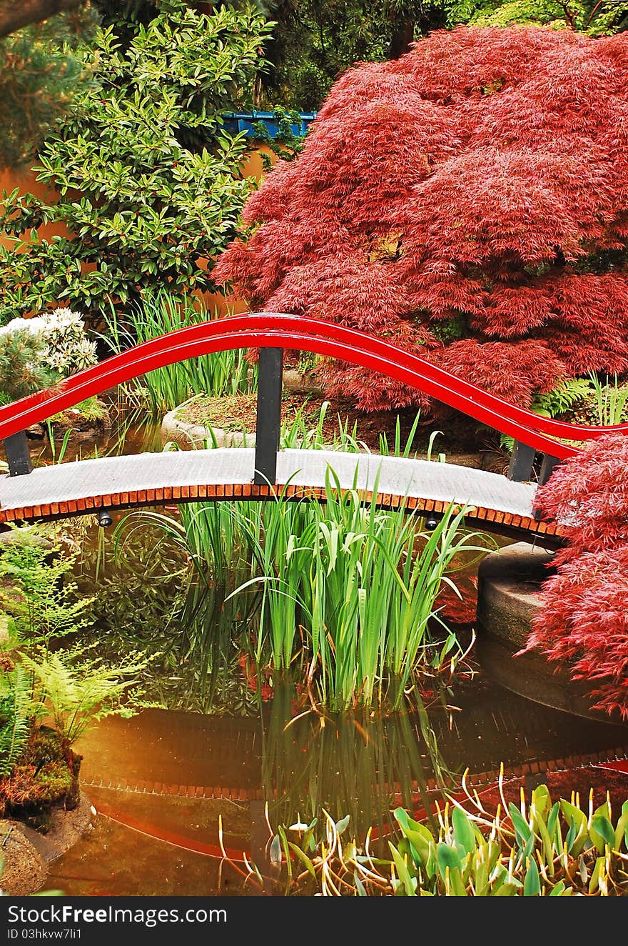 Colorful japanese garden with pond and bridge