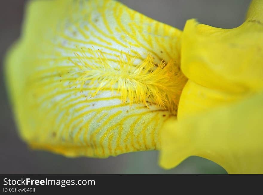 A closeup photo of the inside of a lily. A closeup photo of the inside of a lily