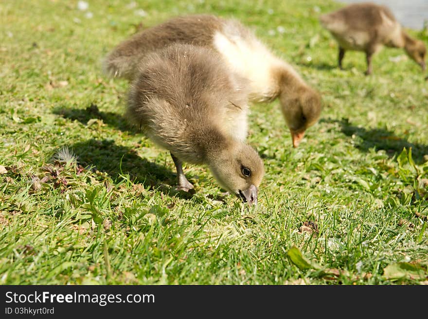 Baby geese having a meal on the meadow. Baby geese having a meal on the meadow