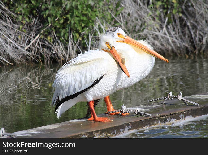 White Pelicans resting on a concrete platform beside a drainage canal beside a lake in Oregon. White Pelicans resting on a concrete platform beside a drainage canal beside a lake in Oregon.