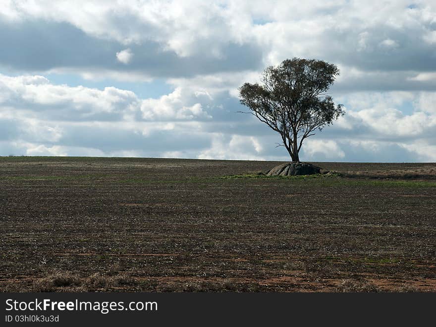 A gum tree growing amongst some rocks. A gum tree growing amongst some rocks