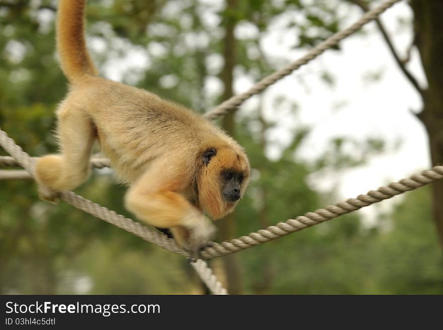 Photo of a captive Howler monkey