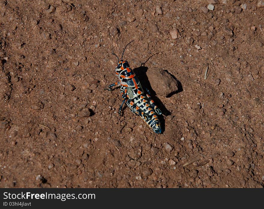 Painted Grasshopper