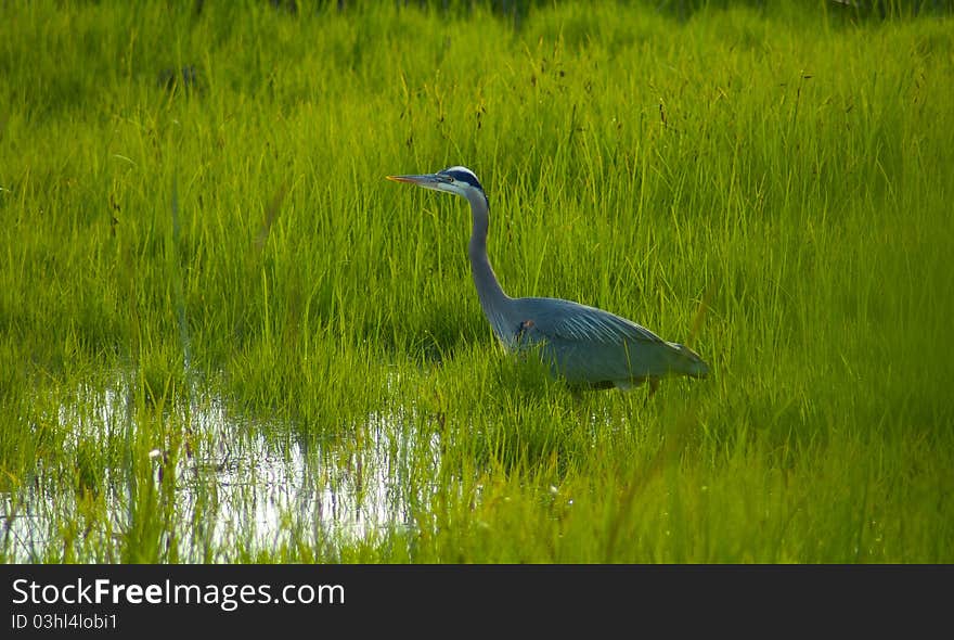 Heron Stalking in the Grass