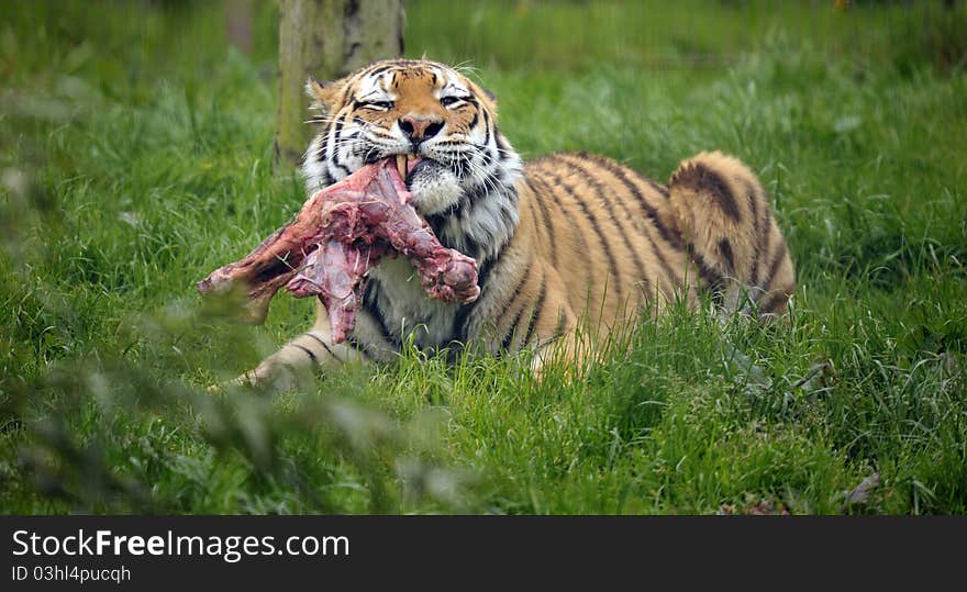 The Siberian Tiger (Panthera Tigris Altaica)