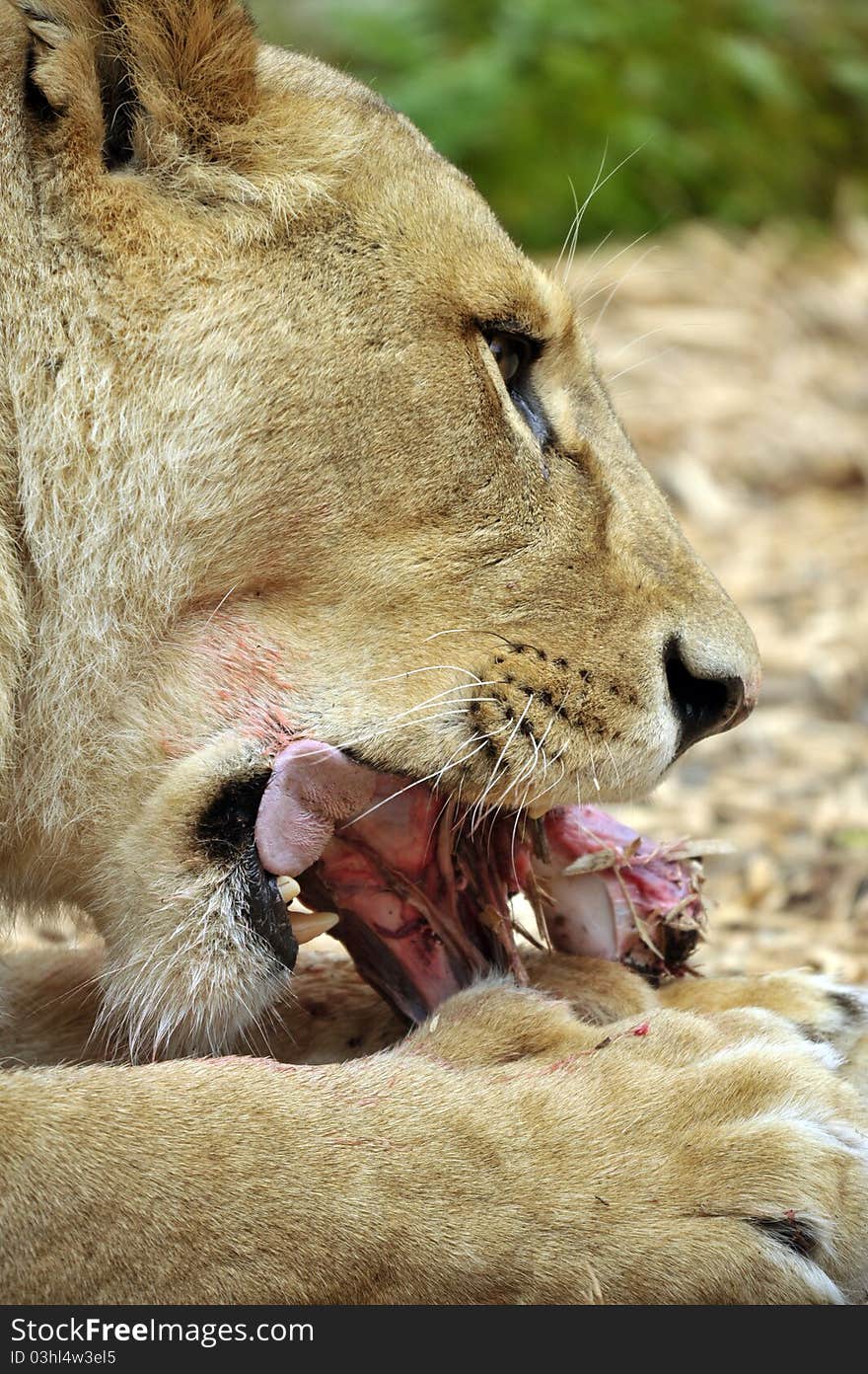 Female Lion at feeding time