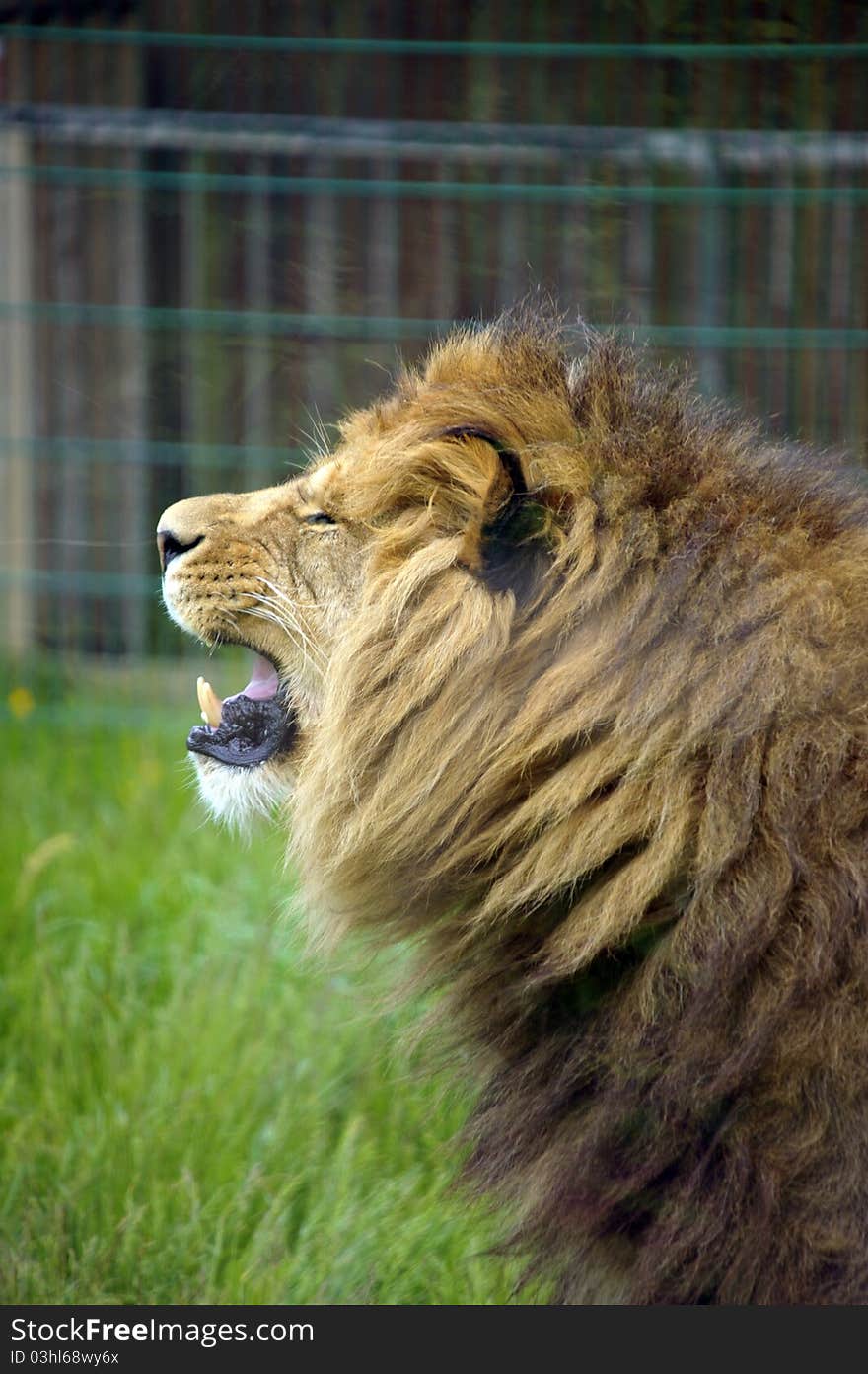 Photo of a captive male lion in a zoo