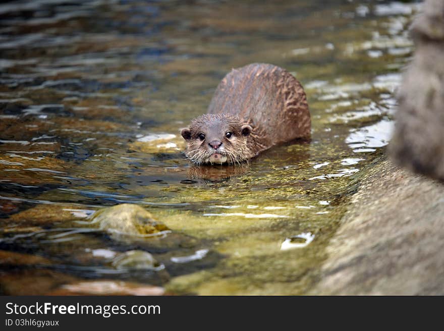 Beautiful Otters