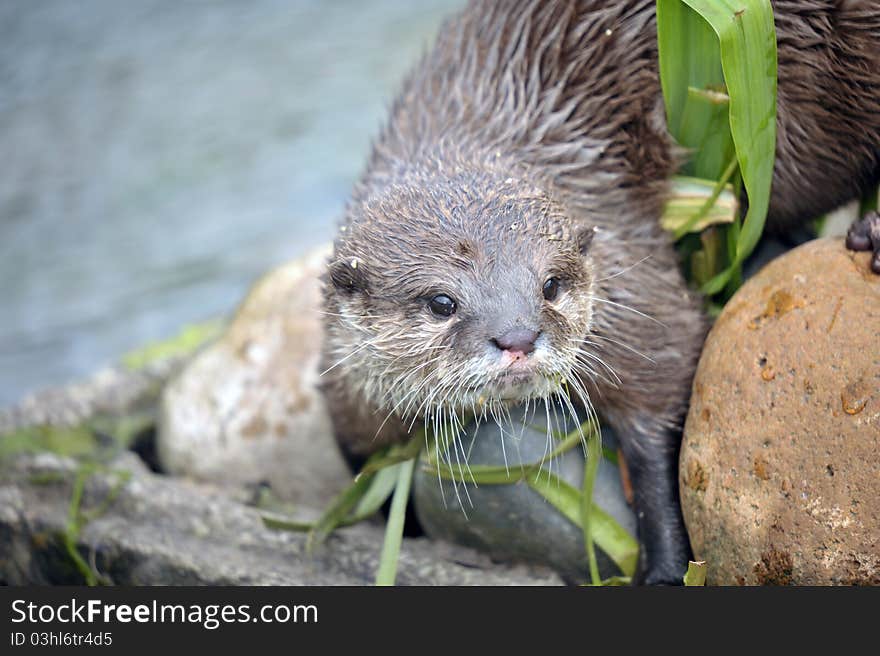 Photo of a beautiful Otter at the riverside