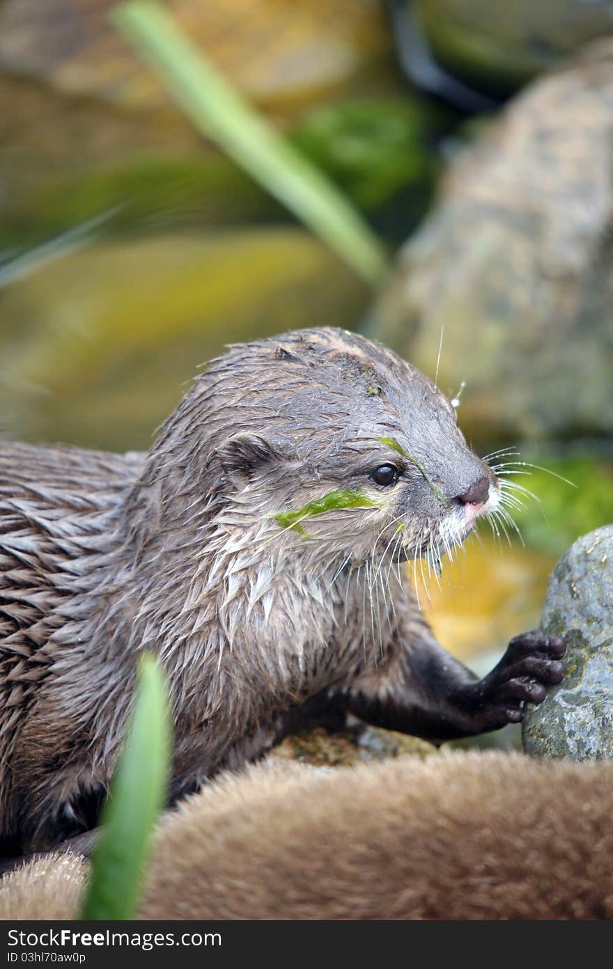 Photo of a beautiful Otter at the riverside