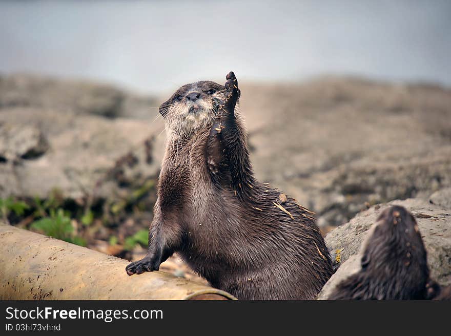 Photo of a beautiful Otter at the riverside