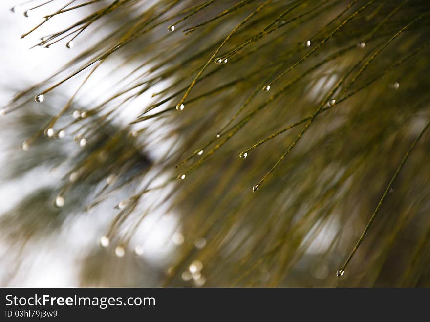 Fresh morning dew on spring Pine, natural backgroud