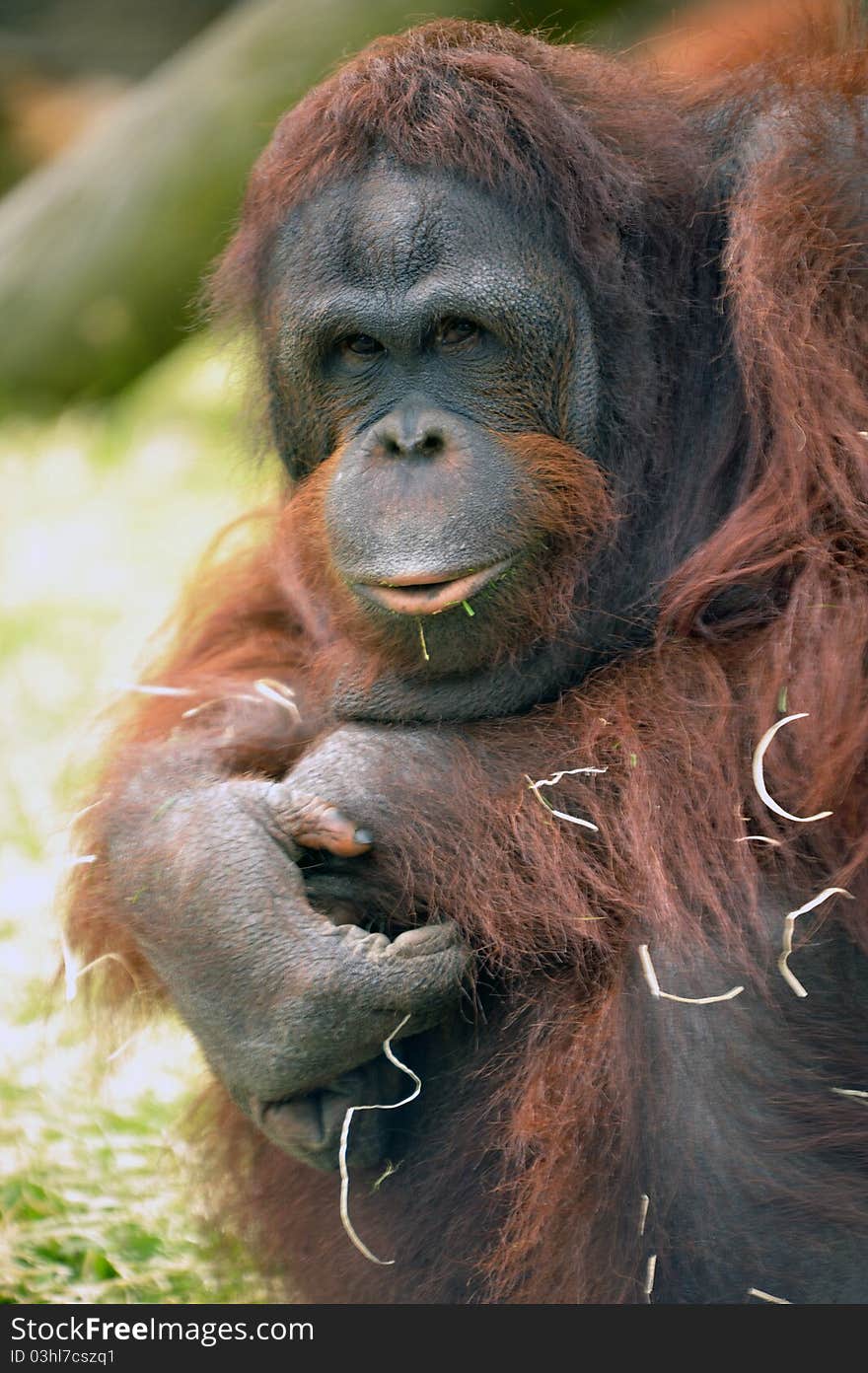 Photo of a captive orangutang in Black pool zoo