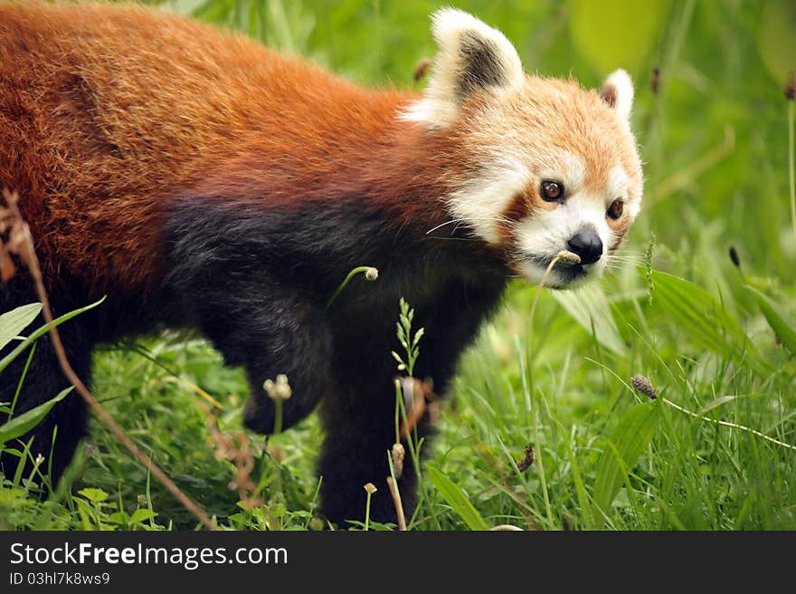 Beautiful Red Panda