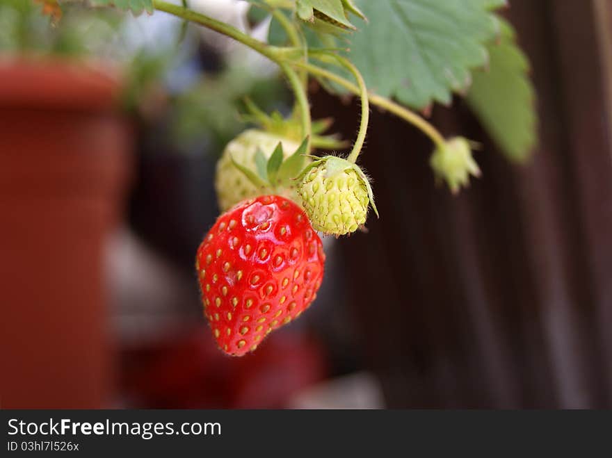 Strawberries on vine. 1 red and 2 green.